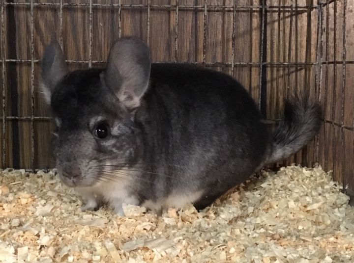 5.5 Month Old Standard Grey Female Chinchilla 3
