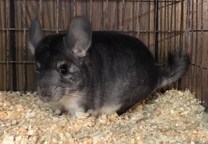 5.5 Month Old Standard Grey Female Chinchilla 4