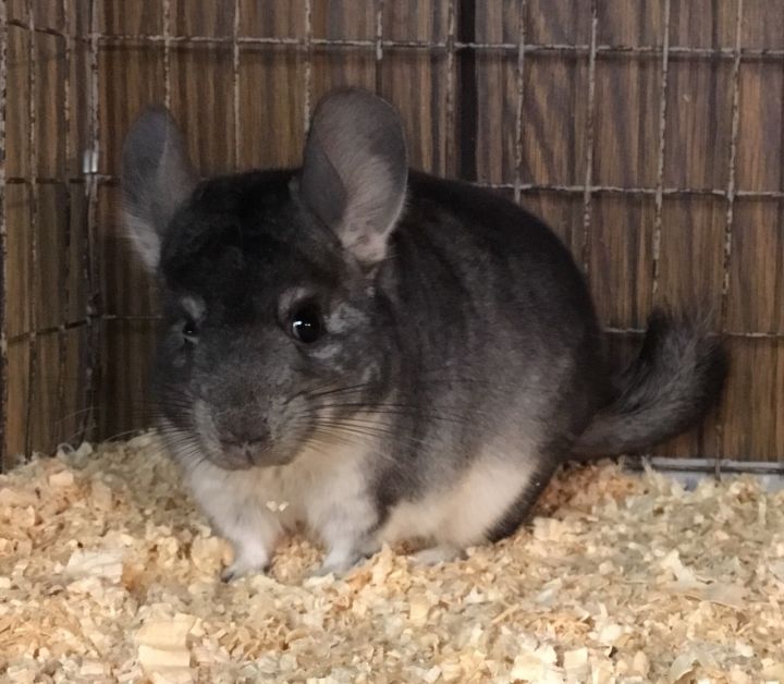 5.5 Month Old Standard Grey Female Chinchilla 5