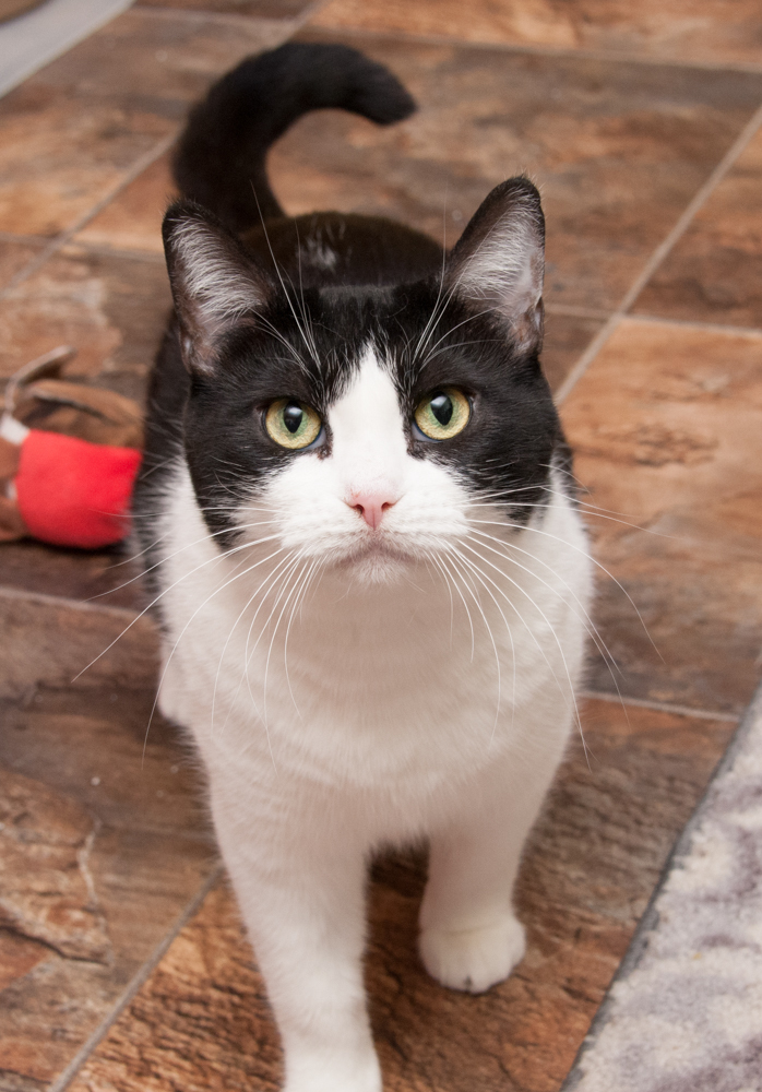 Molly (gets adopted with Charlie Brown), an adoptable Domestic Short Hair in Westminster, CO, 80031 | Photo Image 2