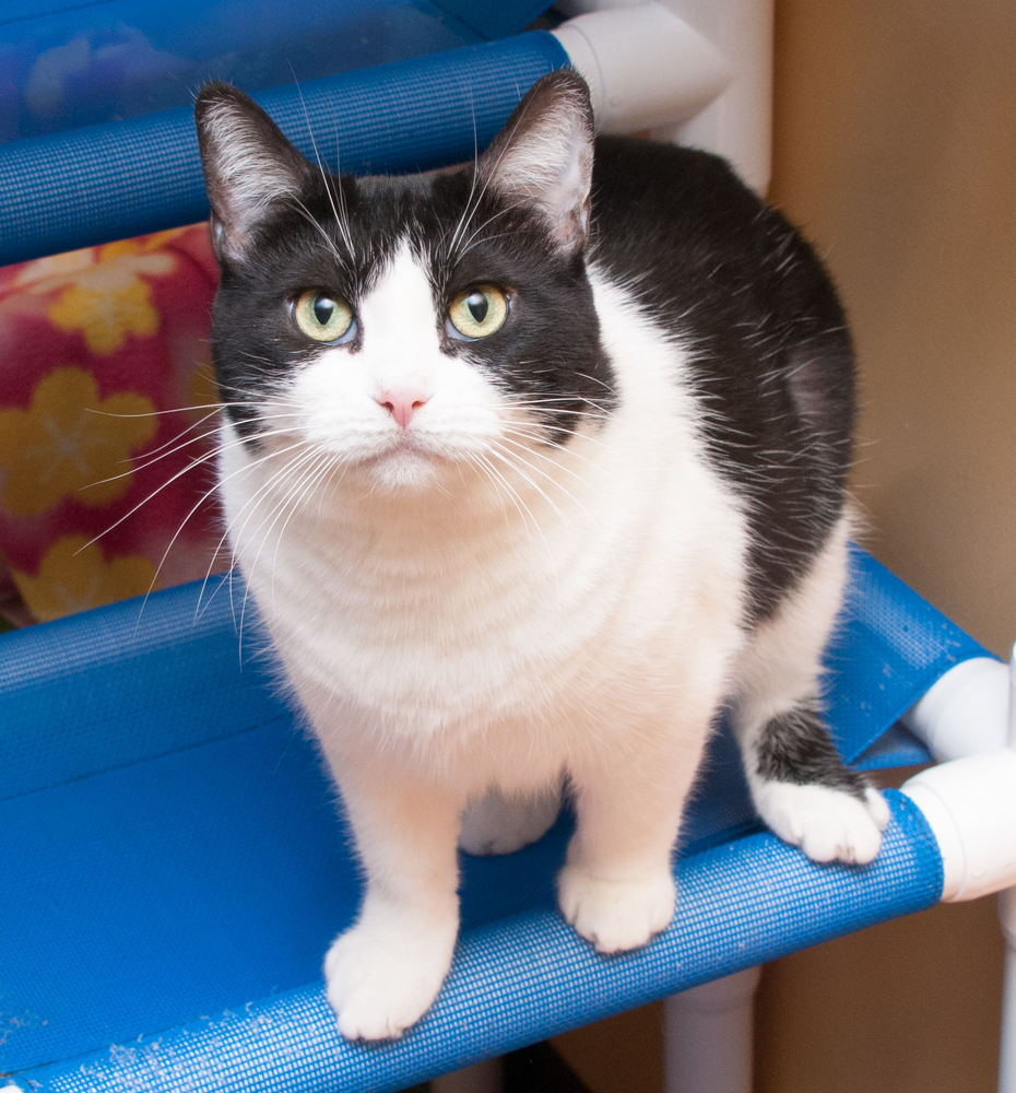 Molly (gets adopted with Charlie Brown), an adoptable Domestic Short Hair in Westminster, CO, 80031 | Photo Image 3
