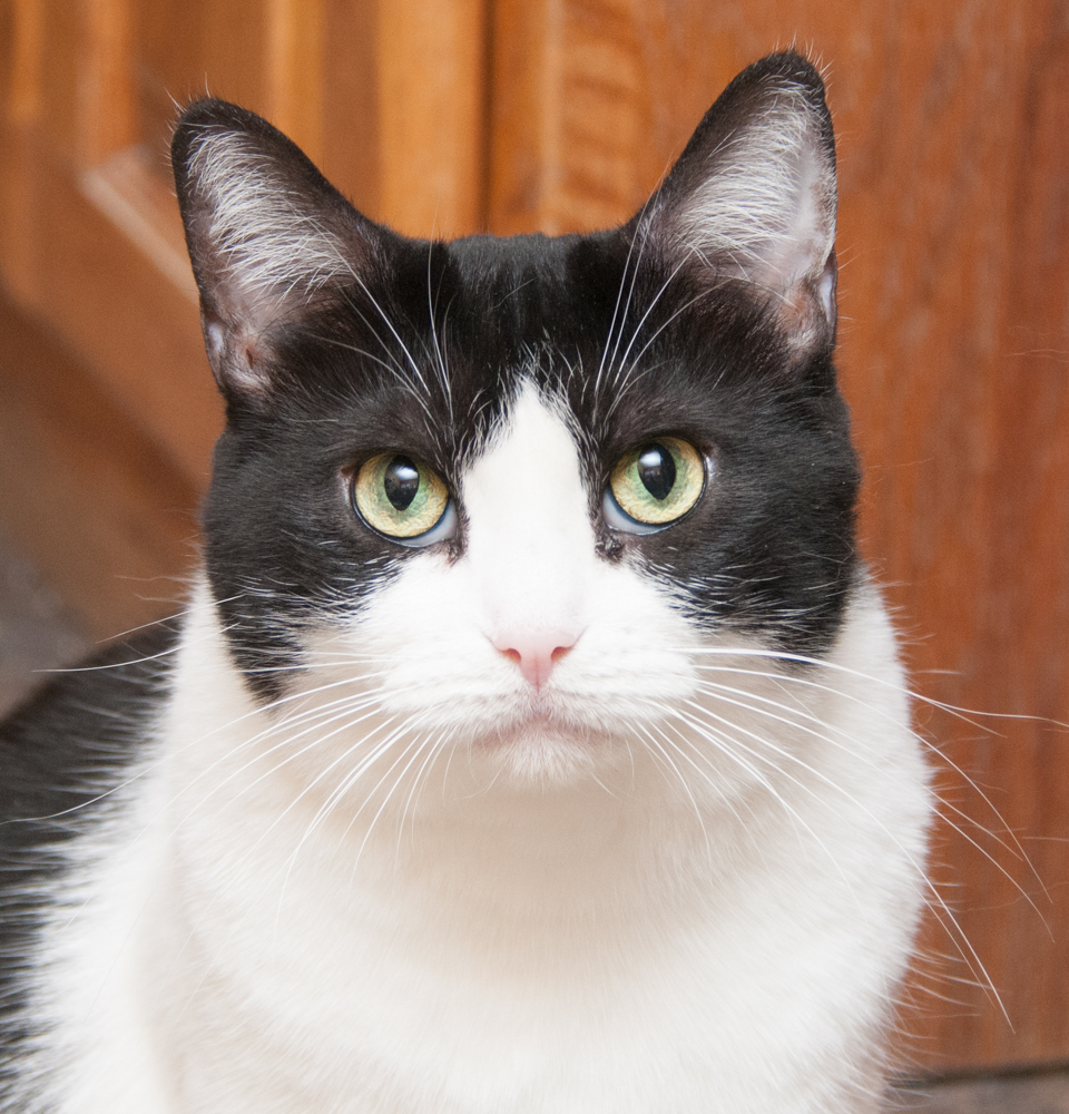 Molly (gets adopted with Charlie Brown), an adoptable Domestic Short Hair in Westminster, CO, 80031 | Photo Image 1