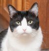 Molly (gets adopted with Charlie Brown) photo 1