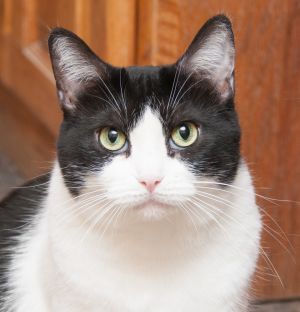 Molly (gets adopted with Charlie Brown)