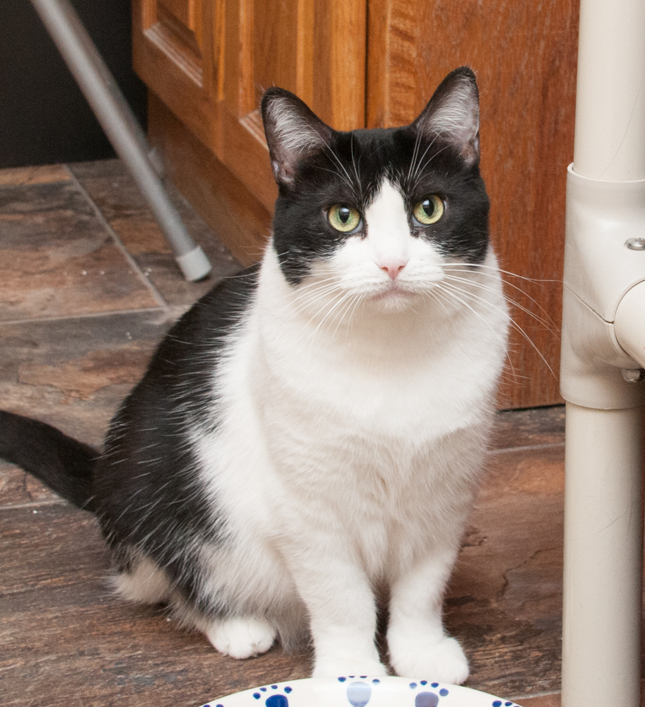 Molly (gets adopted with Charlie Brown), an adoptable Domestic Short Hair in Westminster, CO, 80031 | Photo Image 4