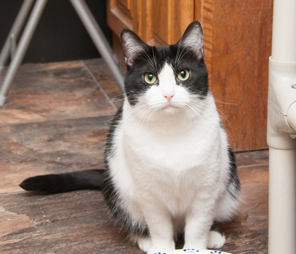 Molly (gets adopted with Charlie Brown), an adoptable Domestic Short Hair in Westminster, CO, 80031 | Photo Image 5