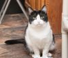 Molly (gets adopted with Charlie Brown) photo 5