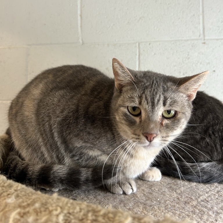 Brandy, an adoptable Domestic Short Hair in Ontario, CA, 91761 | Photo Image 1