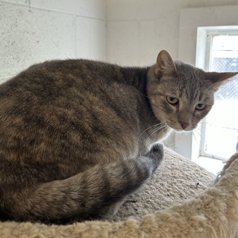 Brandy, an adoptable Domestic Short Hair in Ontario, CA, 91761 | Photo Image 3