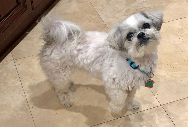 Dog For Adoption Rufus A Shih Tzu In San Jose Ca Petfinder