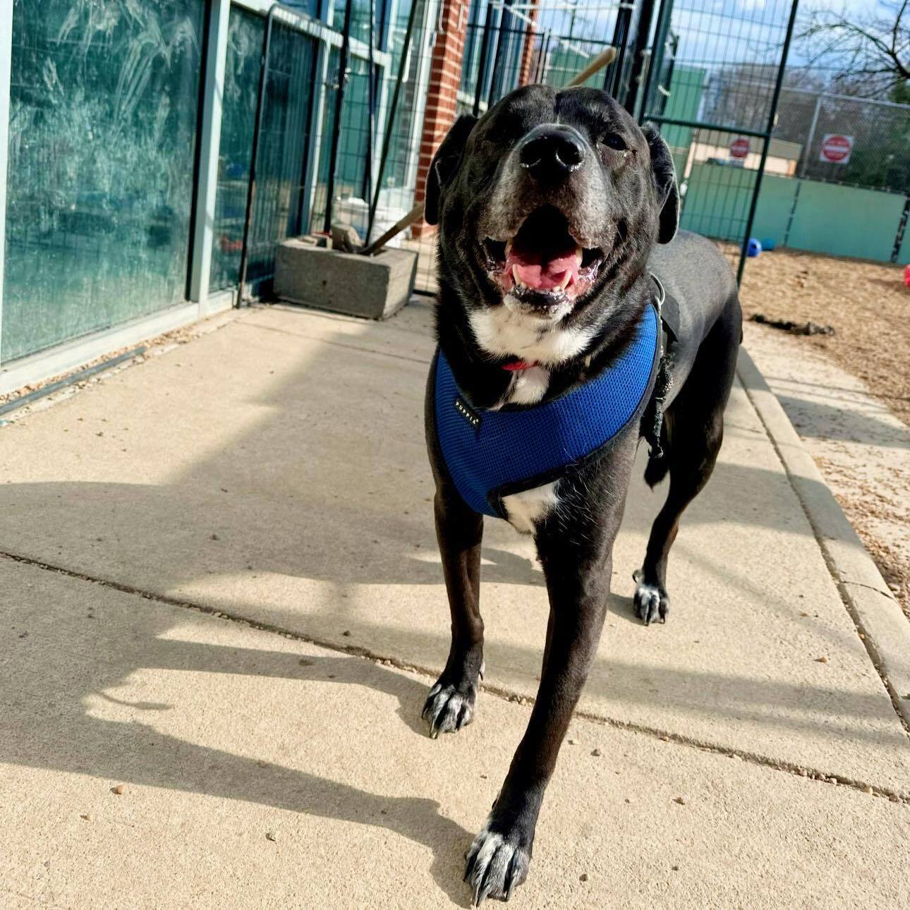 Venus, an adoptable Mixed Breed in Fredericksburg, VA, 22408 | Photo Image 4