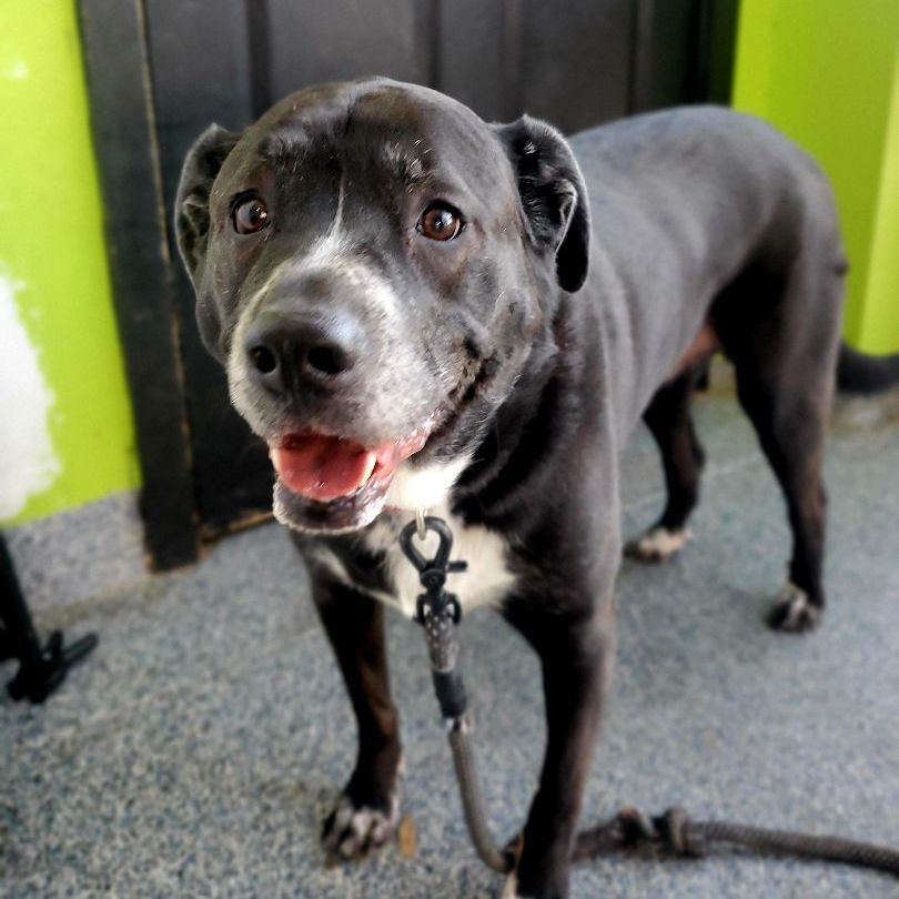 Venus, an adoptable Mixed Breed in Fredericksburg, VA, 22408 | Photo Image 5