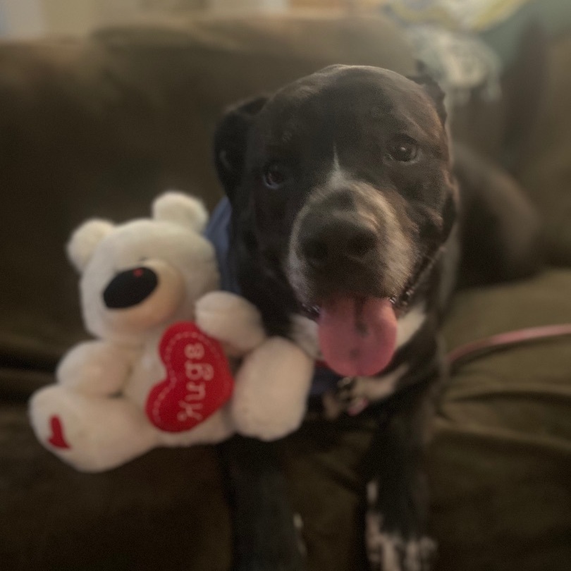 Venus, an adoptable Mixed Breed in Fredericksburg, VA, 22408 | Photo Image 1