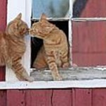 Barn Cats, an adoptable Domestic Short Hair, Domestic Long Hair in Ferndale, WA, 98248 | Photo Image 1