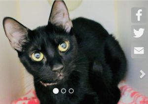 . Yaya In Outdoor Bombay Mini Cat .