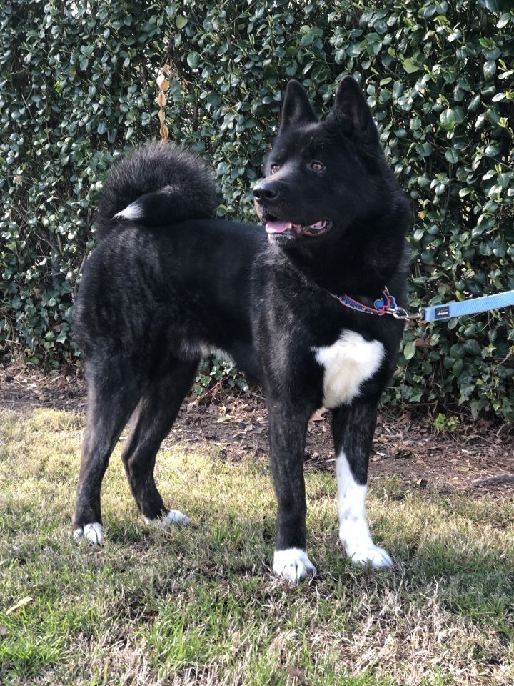 Dog For Adoption Arctic An Akita In Virginia Beach Va Petfinder