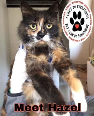 Cat For Adoption Hazel A Domestic Long Hair Norwegian Forest