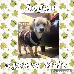 LOGAN 5 Year Old, Male, Poodle Mix