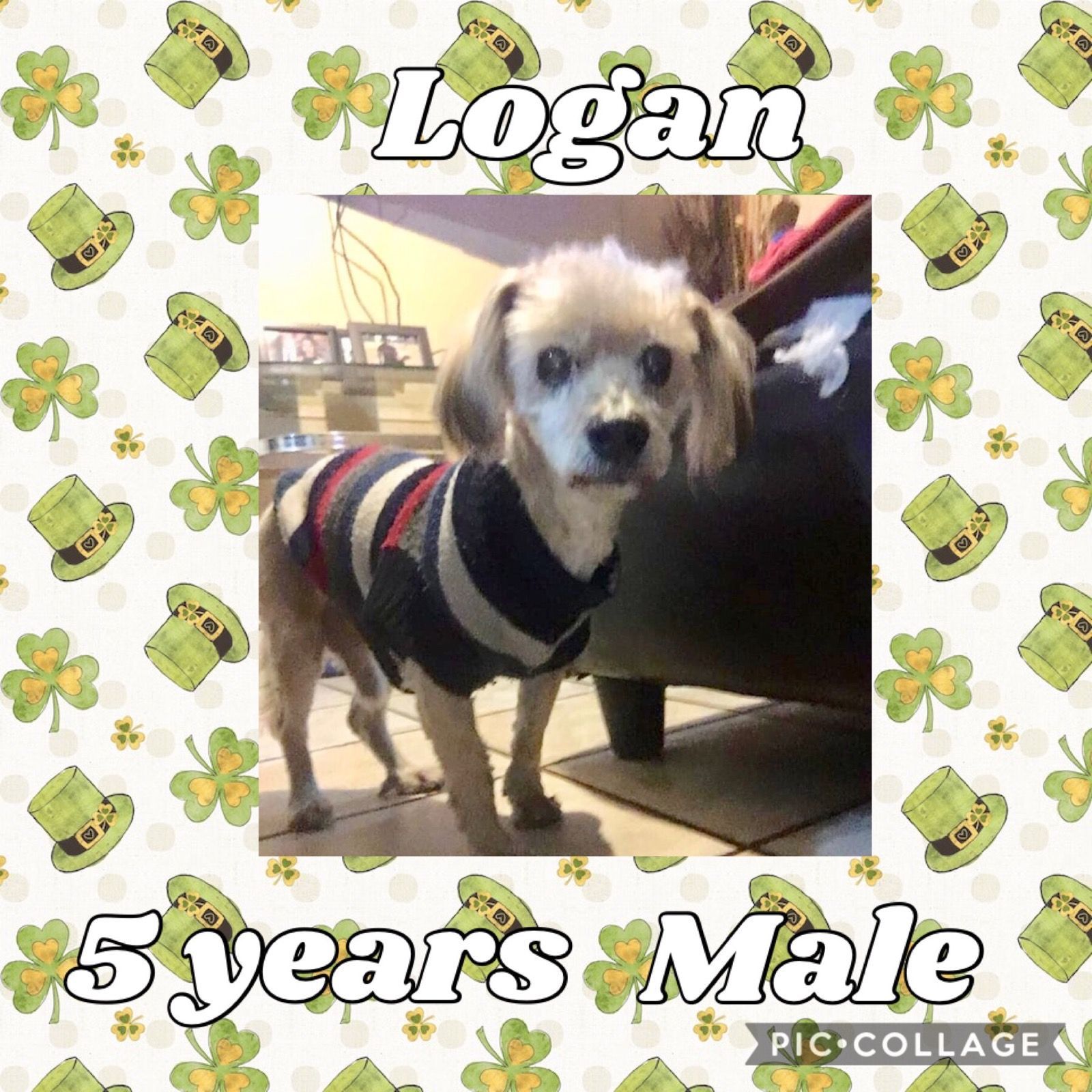 Logan 5 Year Old Male Poodle Mix detail page
