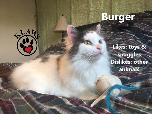 Burger, an adoptable Domestic Long Hair in Lindsay, ON, K9V 2Z0 | Photo Image 2