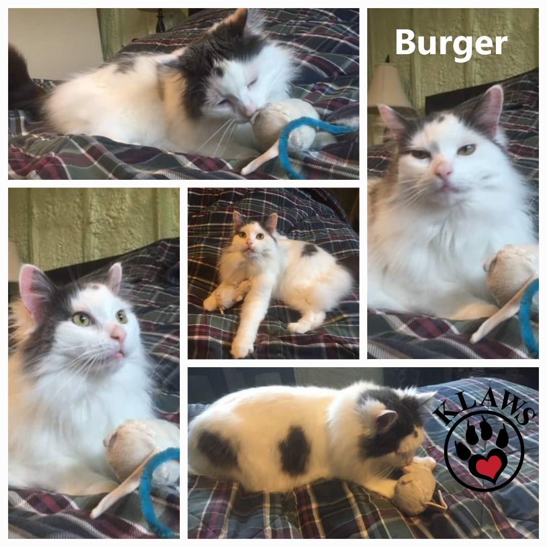 Burger, an adoptable Domestic Long Hair in Lindsay, ON, K9V 2Z0 | Photo Image 4