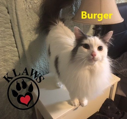 Burger, an adoptable Domestic Long Hair in Lindsay, ON, K9V 2Z0 | Photo Image 5