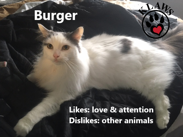 Burger, an adoptable Domestic Long Hair in Lindsay, ON, K9V 2Z0 | Photo Image 6