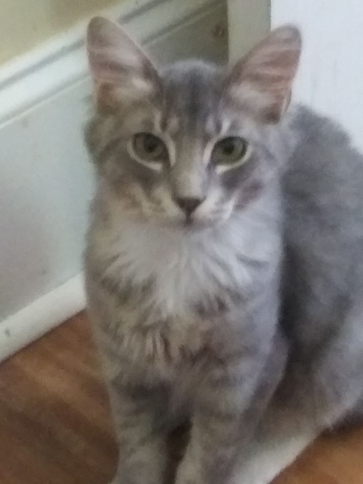 Cat For Adoption Suta A Domestic Medium Hair Tabby Mix In