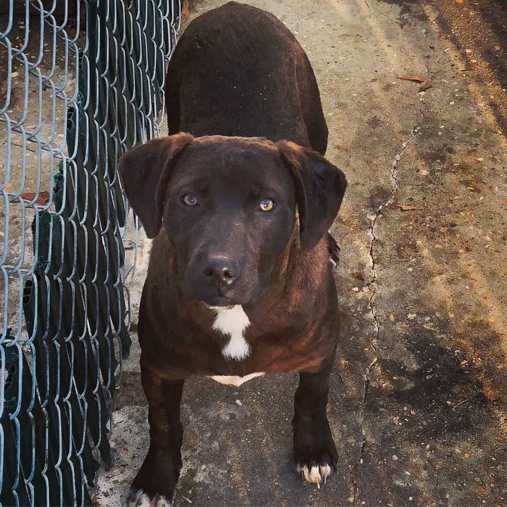 Wednesday, an adoptable Labrador Retriever, Bullmastiff in Troy, AL, 36081 | Photo Image 1