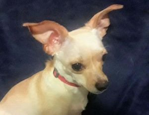 Dog for adoption - Pickles, a Chihuahua & Terrier Mix in San Francisco ...