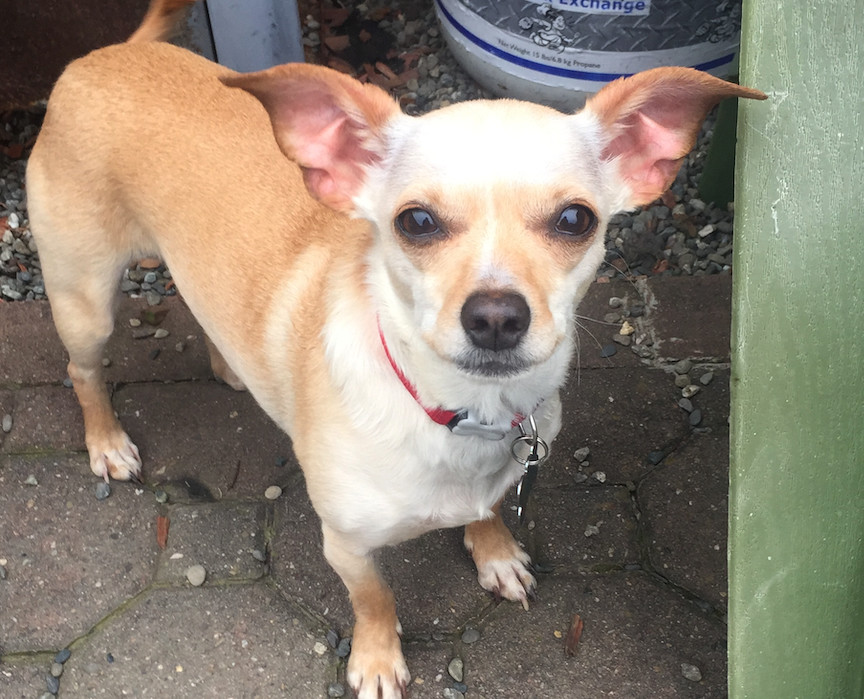 Pickles, an adoptable Chihuahua, Terrier in San Francisco, CA, 94116 | Photo Image 5