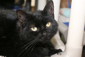 Cat For Adoption Tillie A Domestic Short Hair In Powell Oh