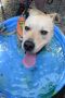 . Maddox Boroughbred Silly LI Boy .
