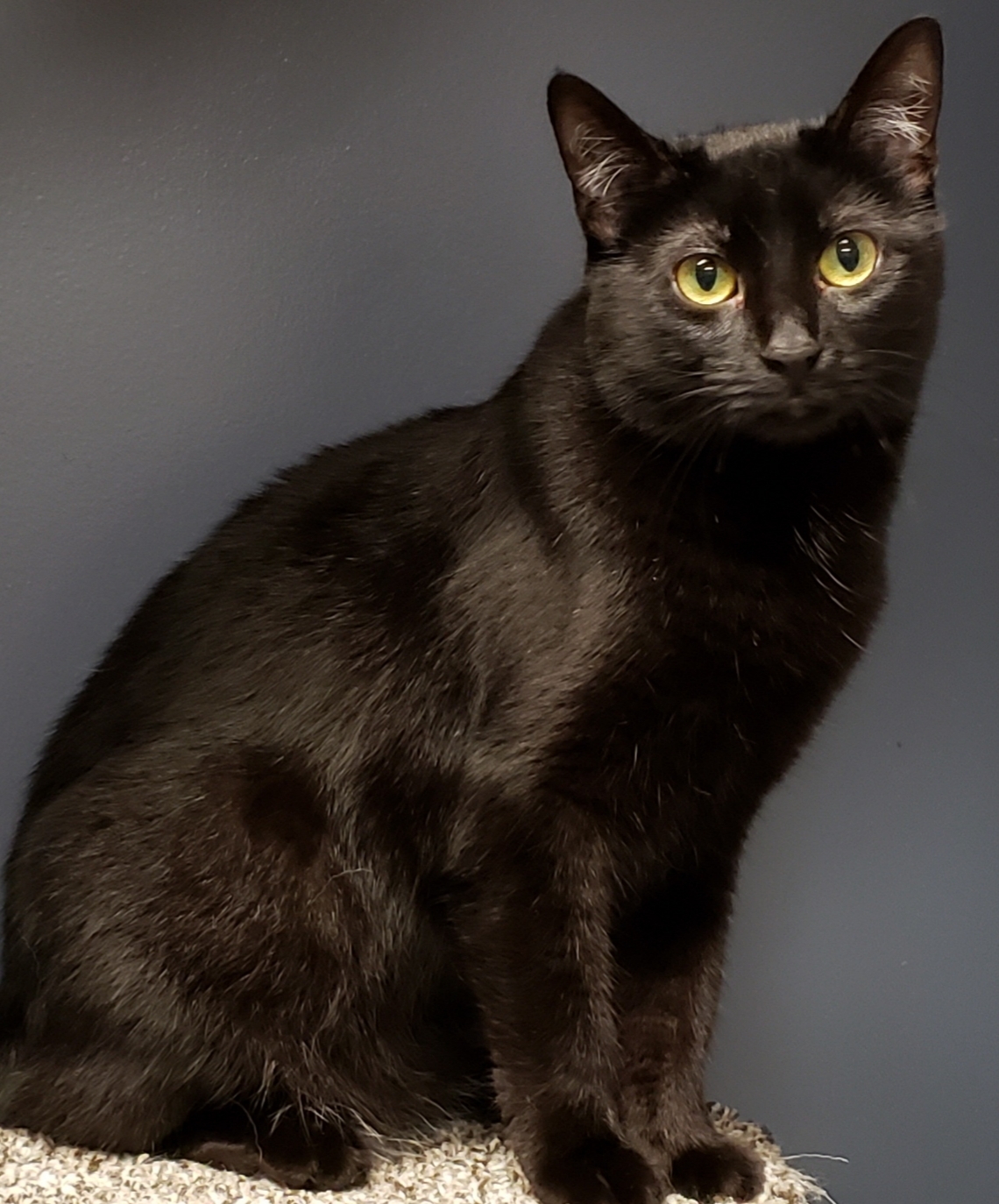 Saturn, an adoptable Domestic Short Hair in Whiting, IN, 46394 | Photo Image 2