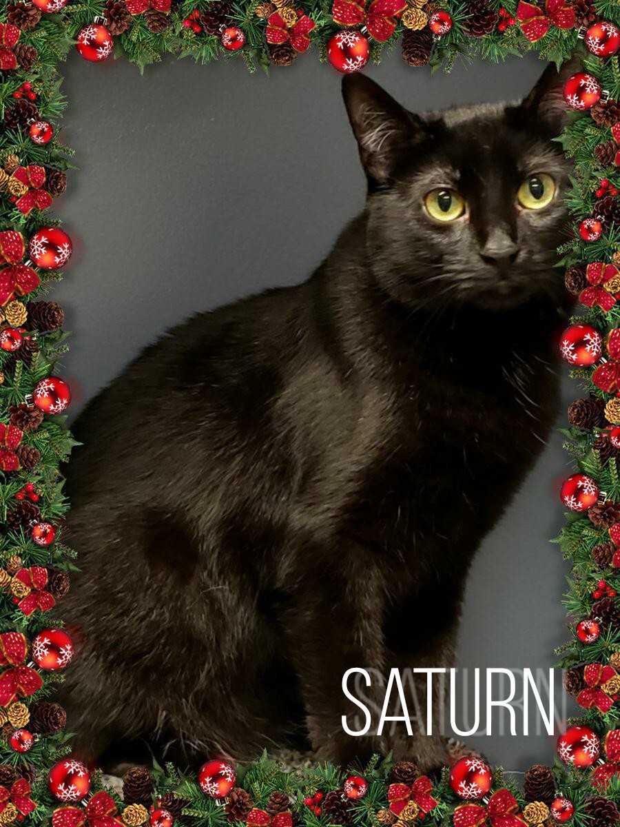 Saturn, an adoptable Domestic Short Hair in Whiting, IN, 46394 | Photo Image 3