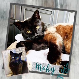 Cat For Adoption Moby A Domestic Short Hair Mix In New Bothwell