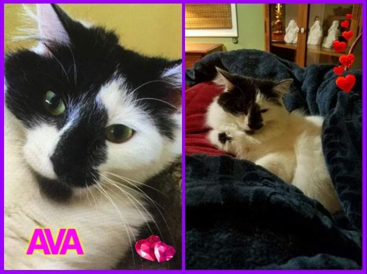 Cat For Adoption Ava A Maine Coon Domestic Long Hair Mix In
