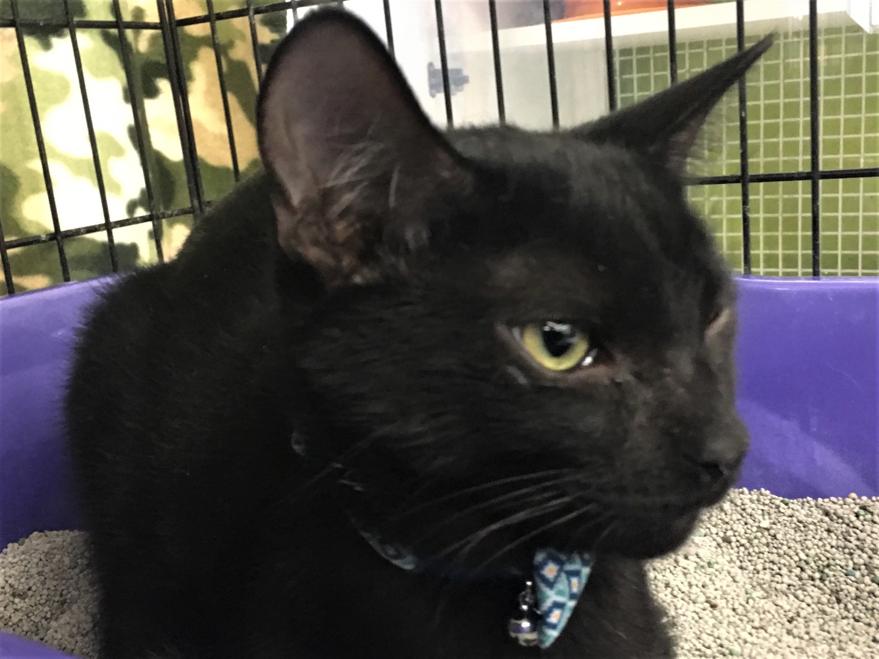 Trouble, an adoptable Domestic Short Hair in Whiting, IN, 46394 | Photo Image 3