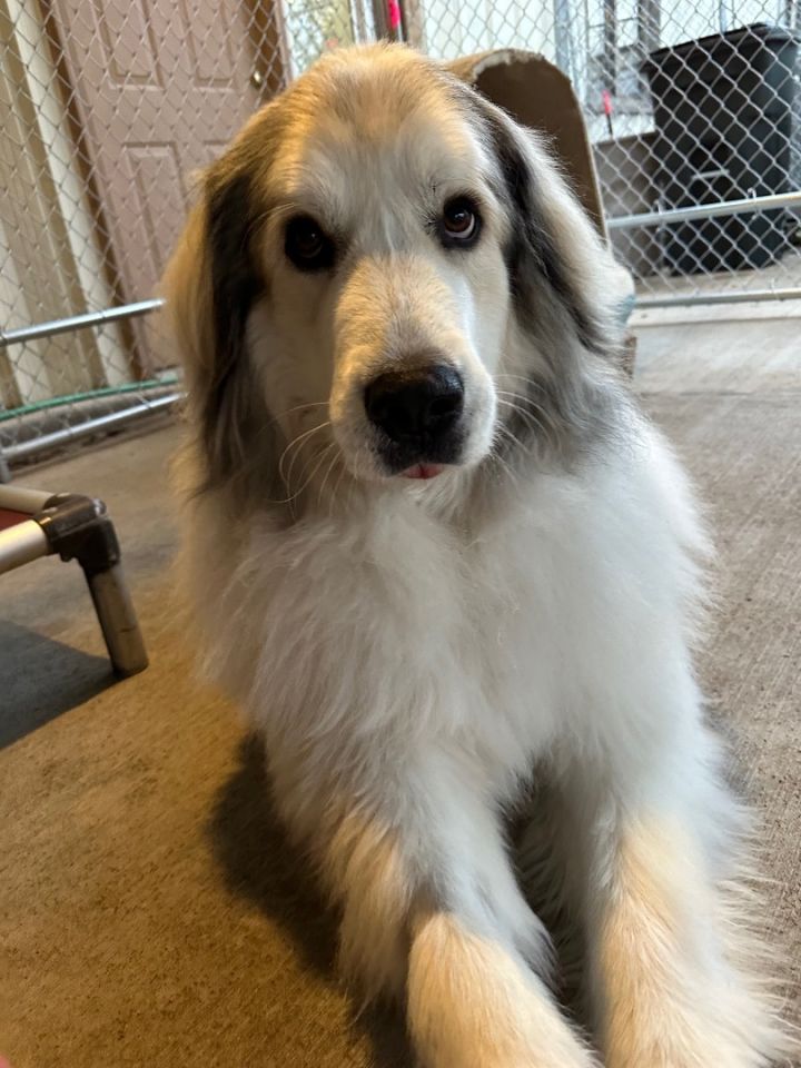 Dog for adoption - a Great Pyrenees in Pacific, MO | Petfinder