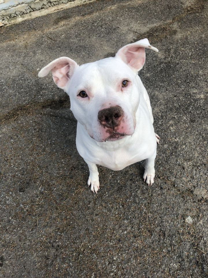 ExuallyTrans Staffordshire Bull Terrier Cross American