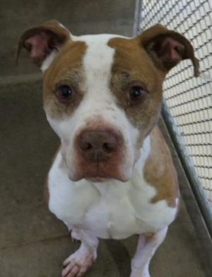 Dog For Adoption Bojangles An American Bulldog Mix In