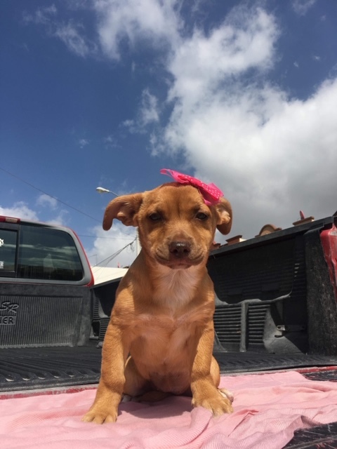 . Penelope .