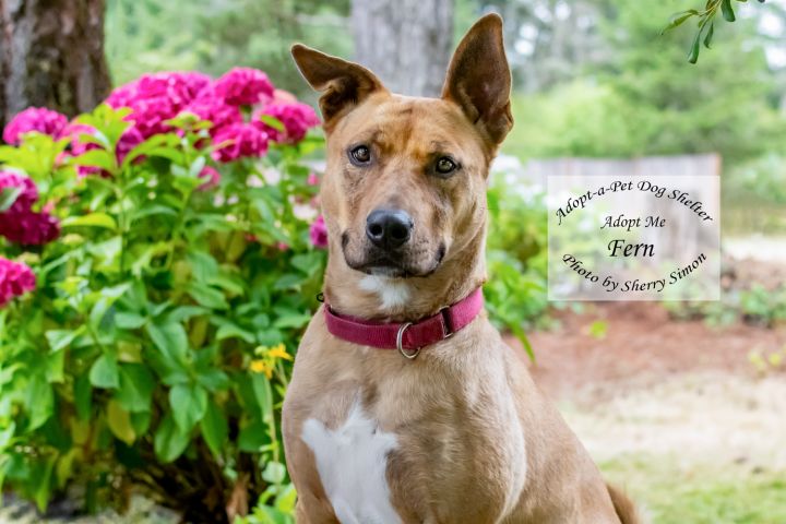 Dog for adoption - FERN, a Pit Bull Terrier & Alaskan ...