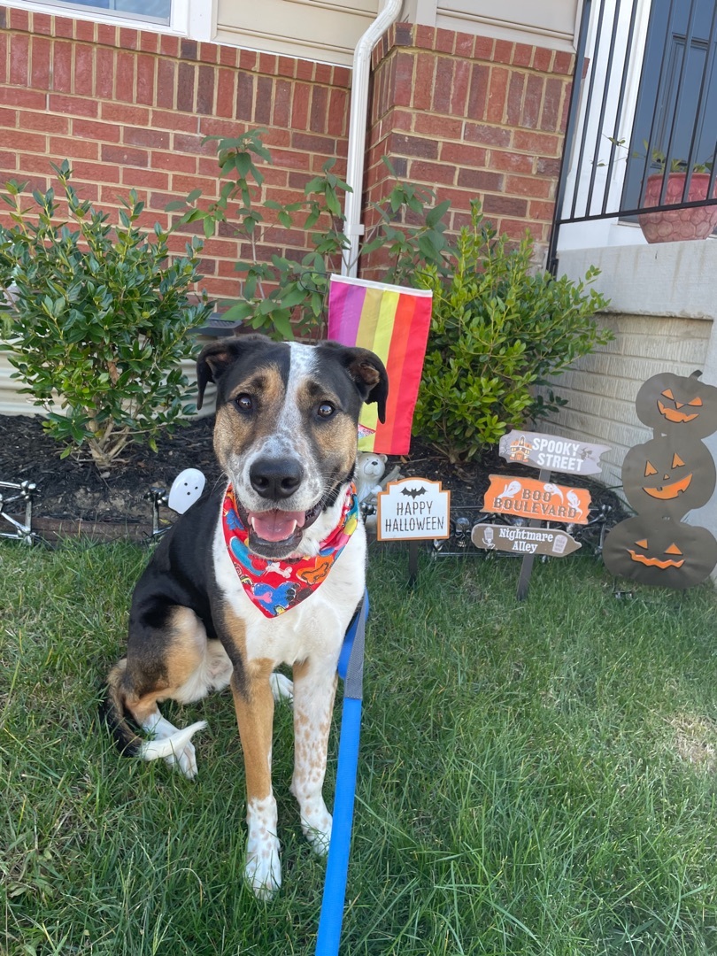 Maggie, an adoptable Mixed Breed in Fredericksburg , VA, 22408 | Photo Image 2