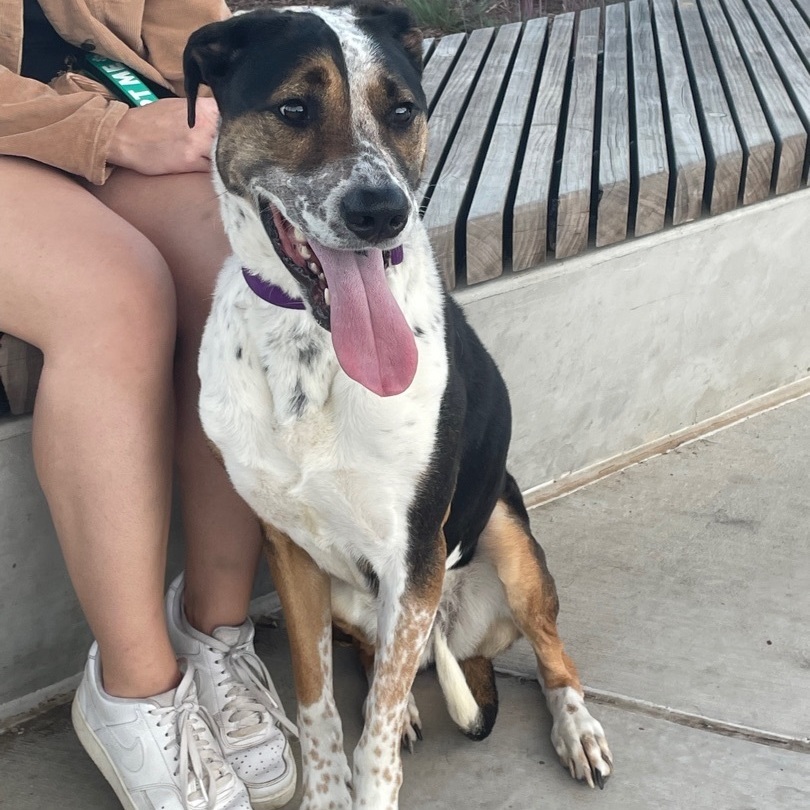 Maggie, an adoptable Mixed Breed in Fredericksburg , VA, 22408 | Photo Image 1