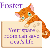 Foster Homes Needed, an adoptable Domestic Short Hair in Arlington, VA, 22206 | Photo Image 1