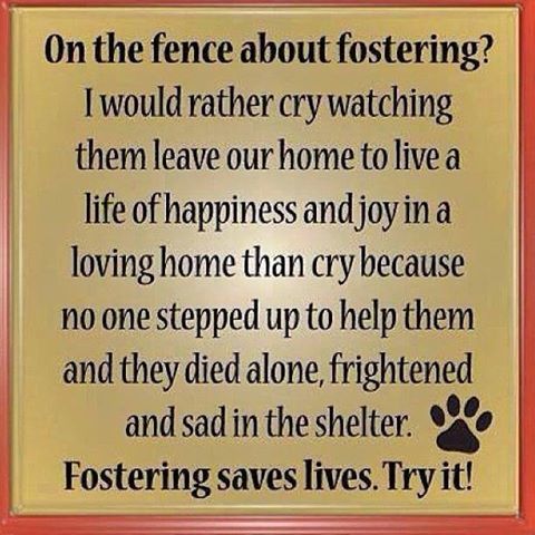 Foster Homes Needed 3