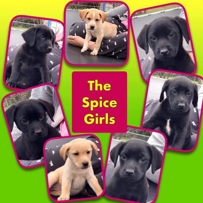 Spice Girl PUPPIES