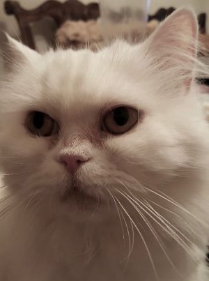 . Francesca .