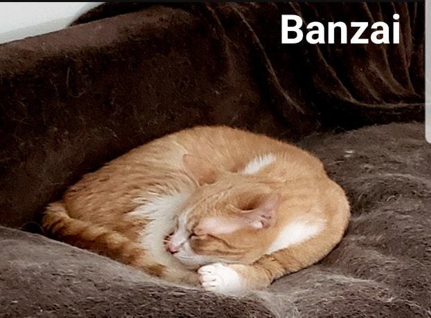Banzai 2